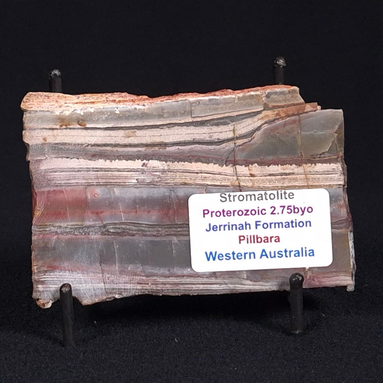 STROMATOLITE, Jerrinah Formation, Proterozoic, Australia ZJF026
