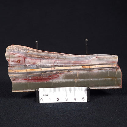 STROMATOLITE, Jerrinah Formation, Proterozoic, Australia ZJF025