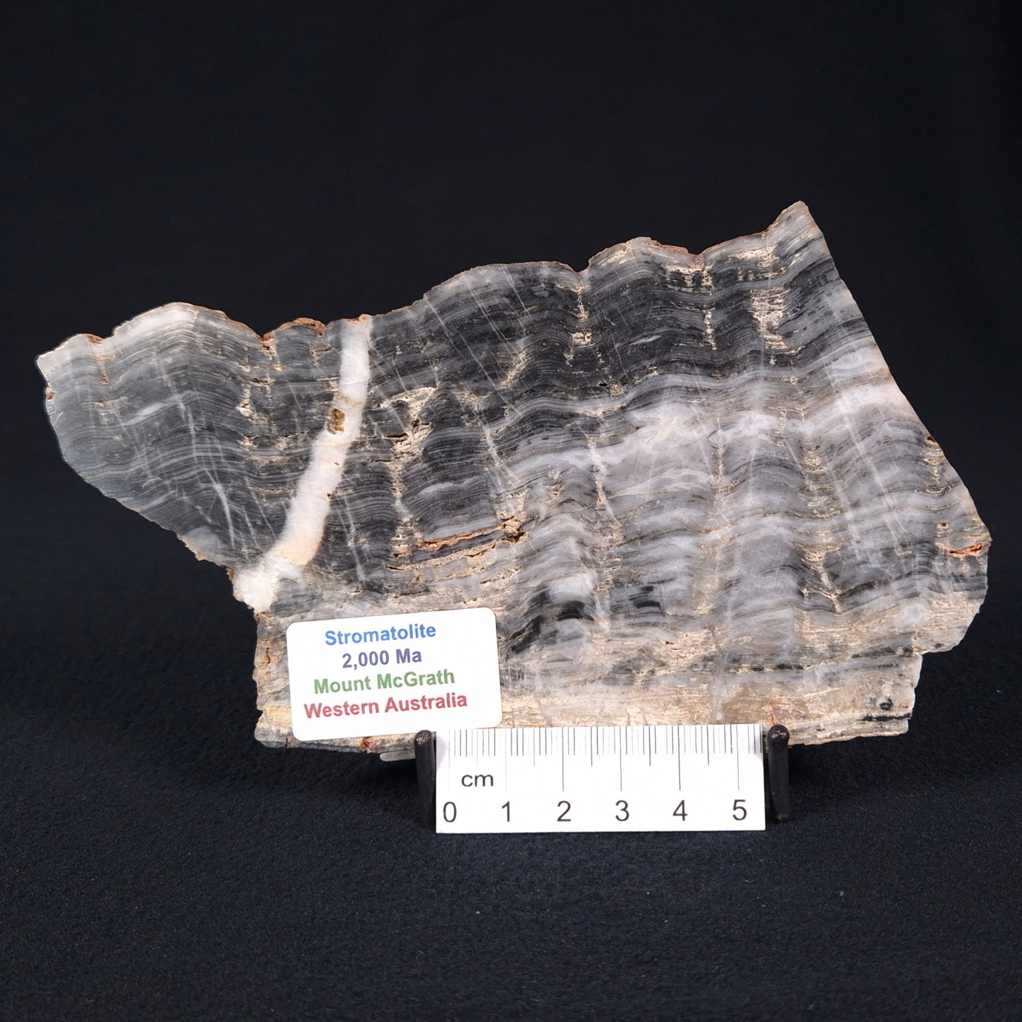 STROMATOLITE, Lower Proterozoic, Australia ZMG012