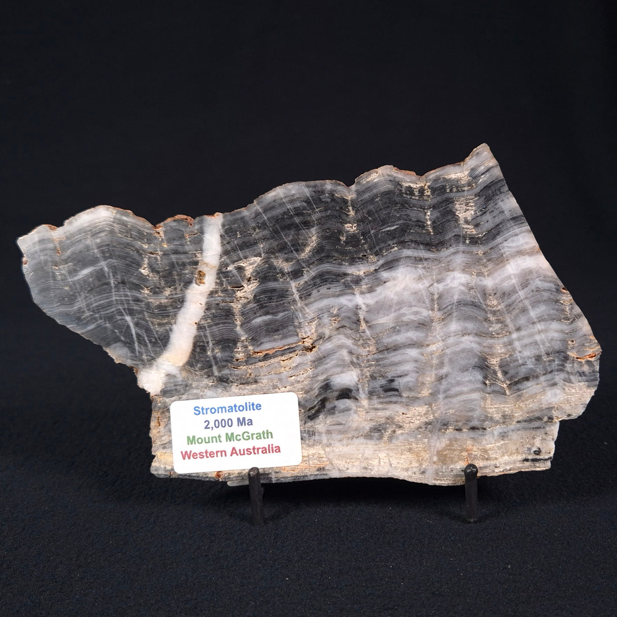 MOUNT MCGRATH STROMATOLITE, Lower Proterozoic, Australia ZMG012