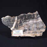 MOUNT MCGRATH STROMATOLITE, Lower Proterozoic, Australia ZMG012