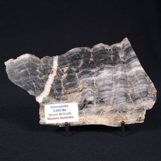 STROMATOLITE, Lower Proterozoic, Australia ZMG012