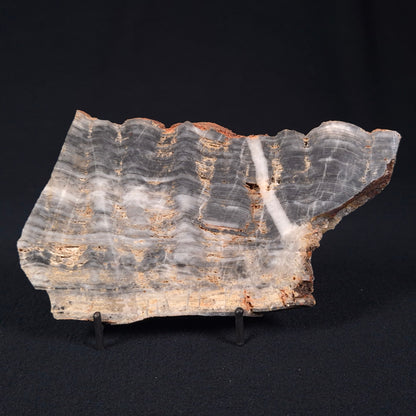 STROMATOLITE, Lower Proterozoic, Australia ZMG012