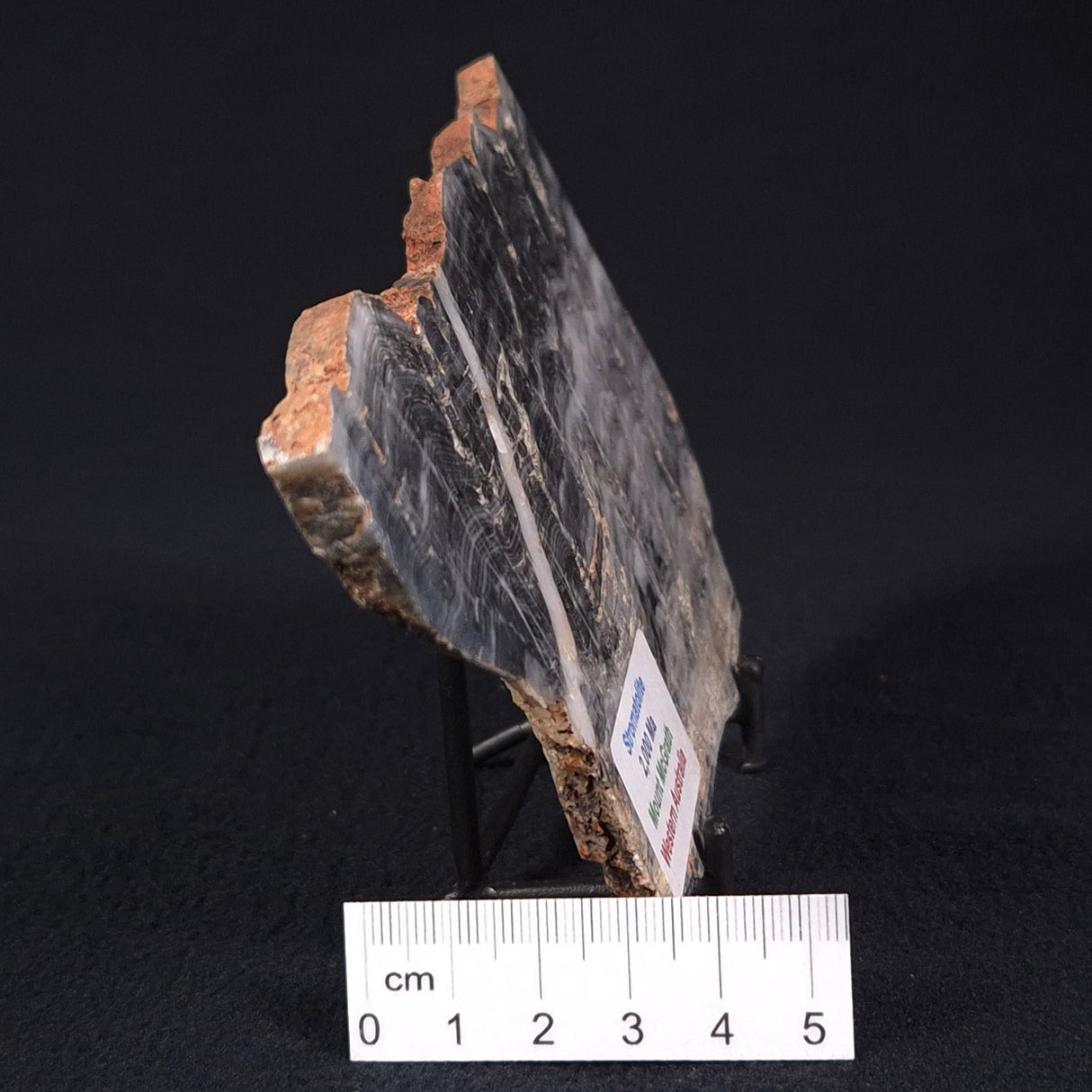 MOUNT MCGRATH STROMATOLITE, Lower Proterozoic, Australia ZMG012