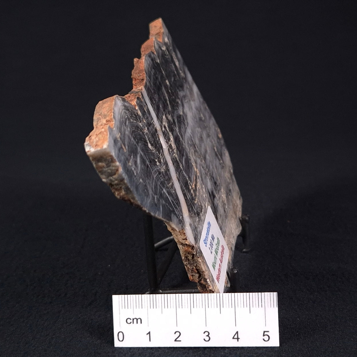 STROMATOLITE, Lower Proterozoic, Australia ZMG012