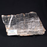 MOUNT MCGRATH STROMATOLITE, Lower Proterozoic, Australia ZMG013
