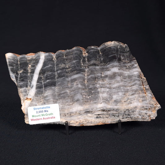 STROMATOLITE, Lower Proterozoic, Australia ZMG013