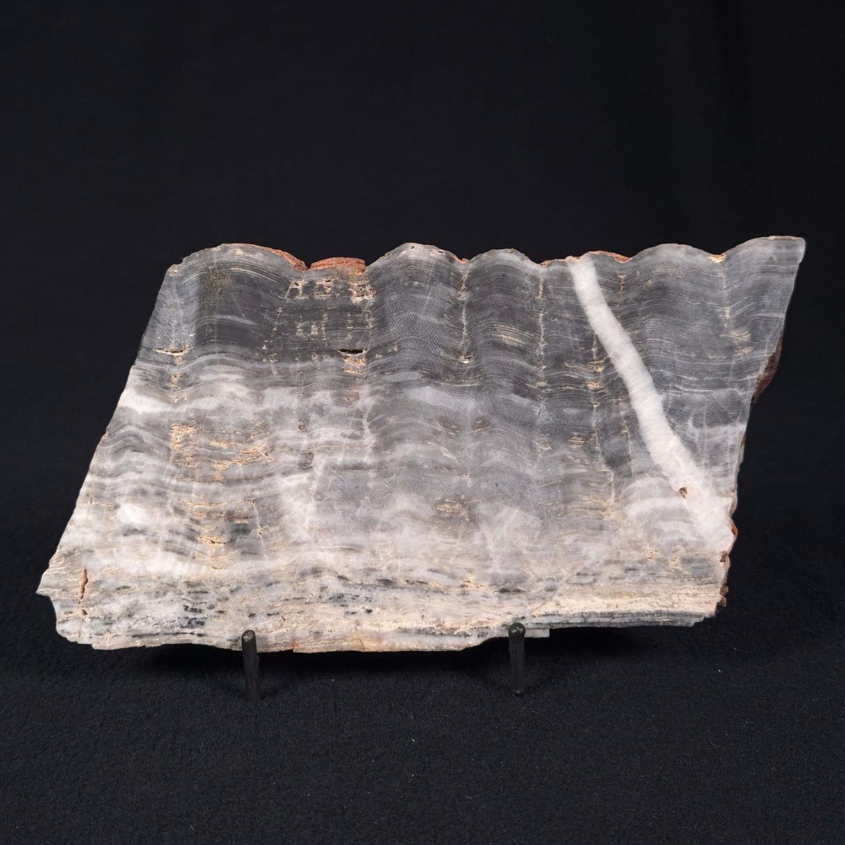 MOUNT MCGRATH STROMATOLITE, Lower Proterozoic, Australia ZMG013