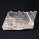 MOUNT MCGRATH STROMATOLITE, Lower Proterozoic, Australia ZMG013
