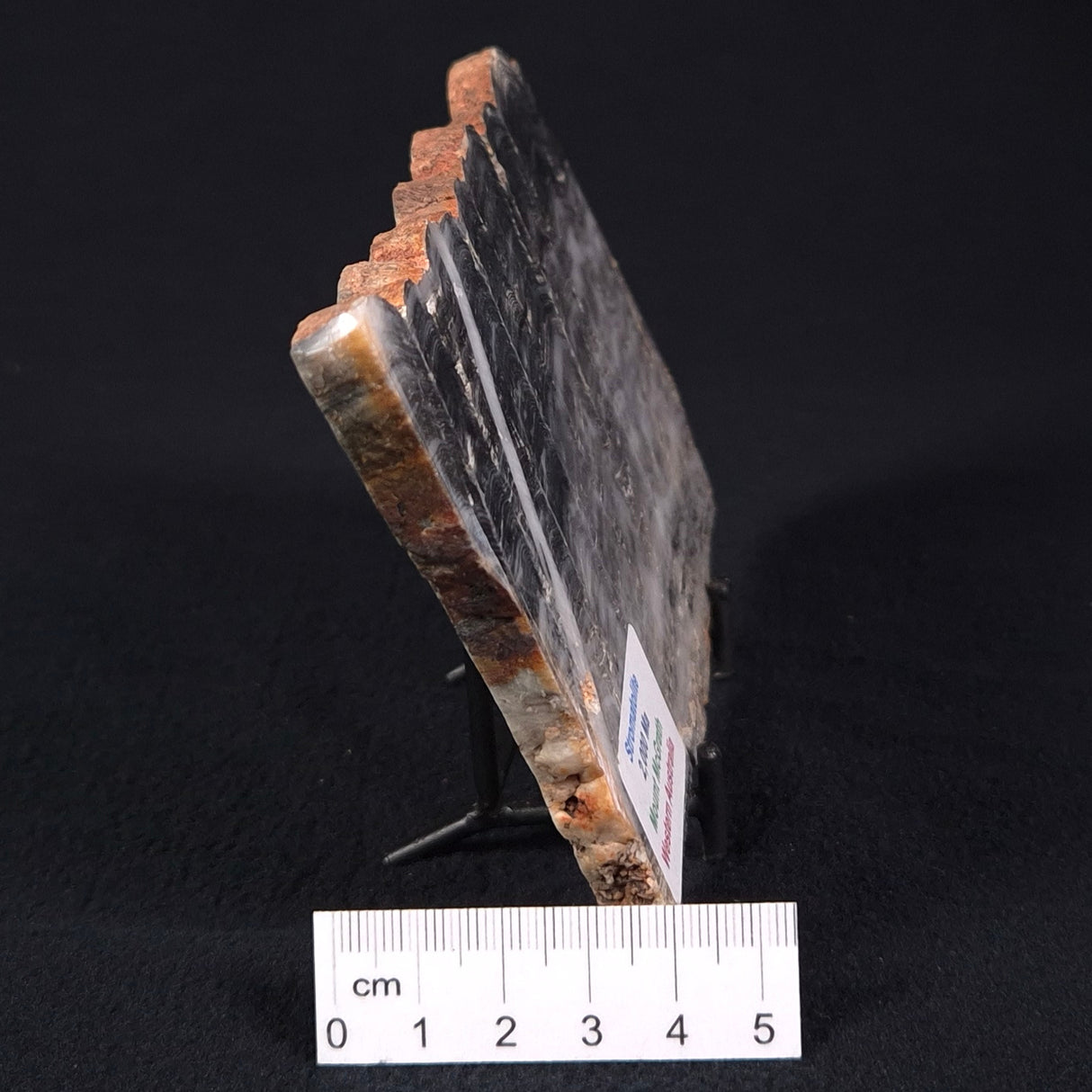 MOUNT MCGRATH STROMATOLITE, Lower Proterozoic, Australia ZMG013