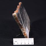 MOUNT MCGRATH STROMATOLITE, Lower Proterozoic, Australia ZMG013