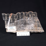 MOUNT MCGRATH STROMATOLITE, Lower Proterozoic, Australia ZMG014