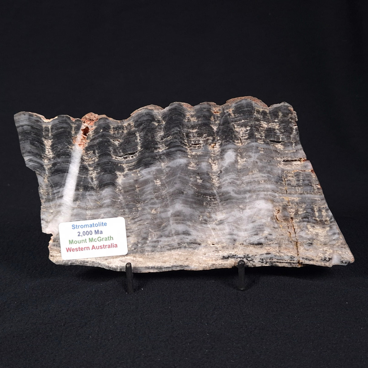 MOUNT MCGRATH STROMATOLITE, Lower Proterozoic, Australia ZMG014