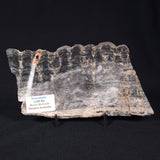 MOUNT MCGRATH STROMATOLITE, Lower Proterozoic, Australia ZMG014
