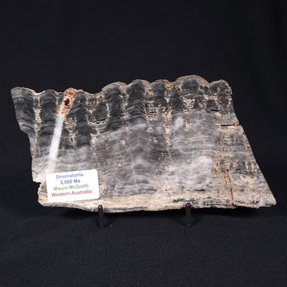 STROMATOLITE, Lower Proterozoic, Australia ZMG014