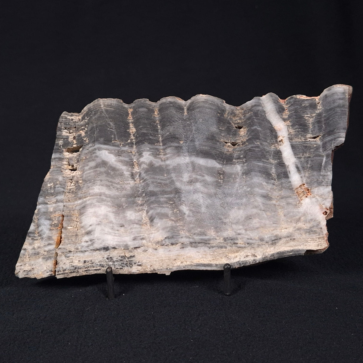 MOUNT MCGRATH STROMATOLITE, Lower Proterozoic, Australia ZMG014