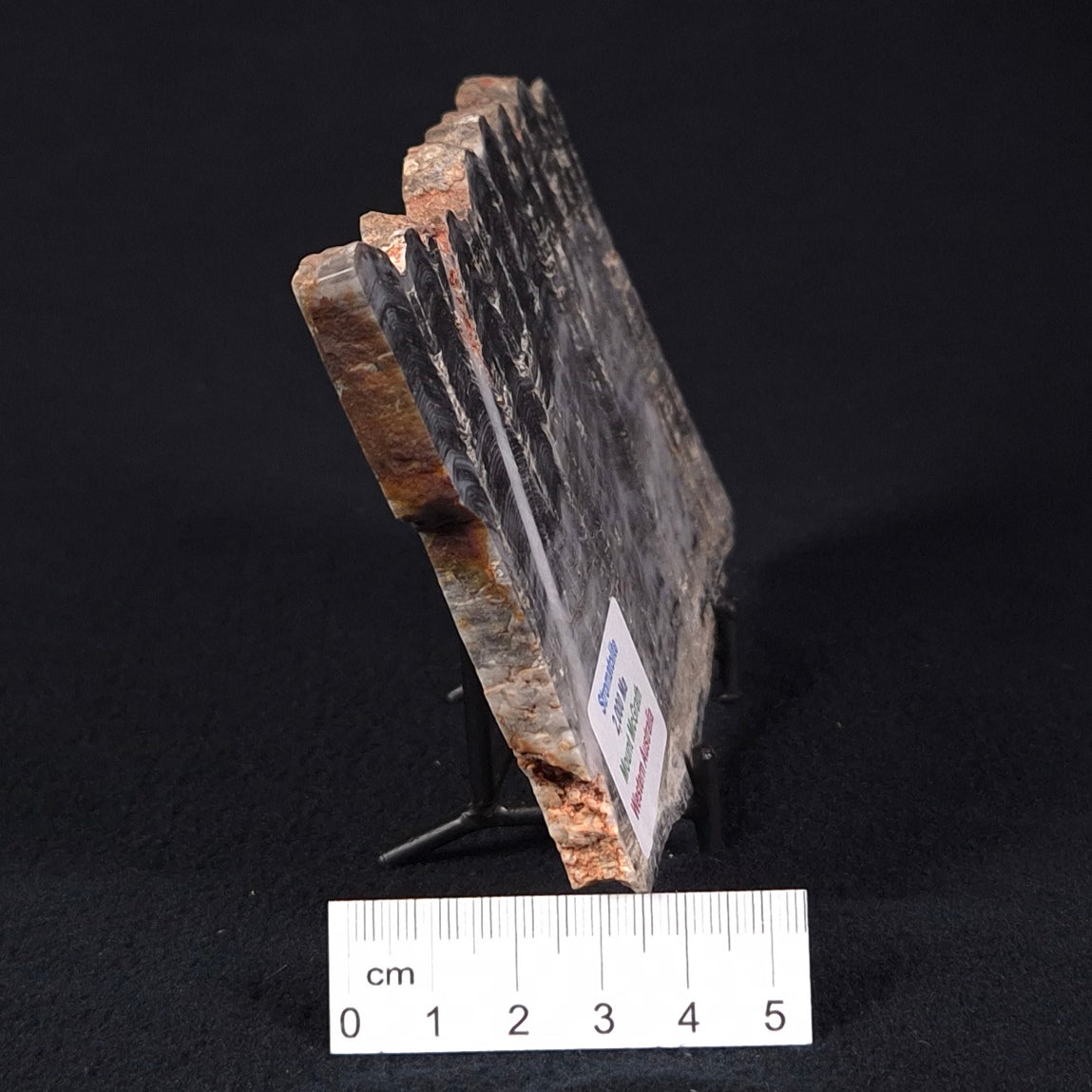 MOUNT MCGRATH STROMATOLITE, Lower Proterozoic, Australia ZMG014
