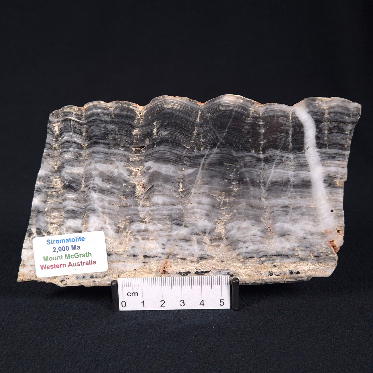 MOUNT MCGRATH STROMATOLITE, Lower Proterozoic, Australia ZMG015