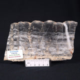 MOUNT MCGRATH STROMATOLITE, Lower Proterozoic, Australia ZMG015