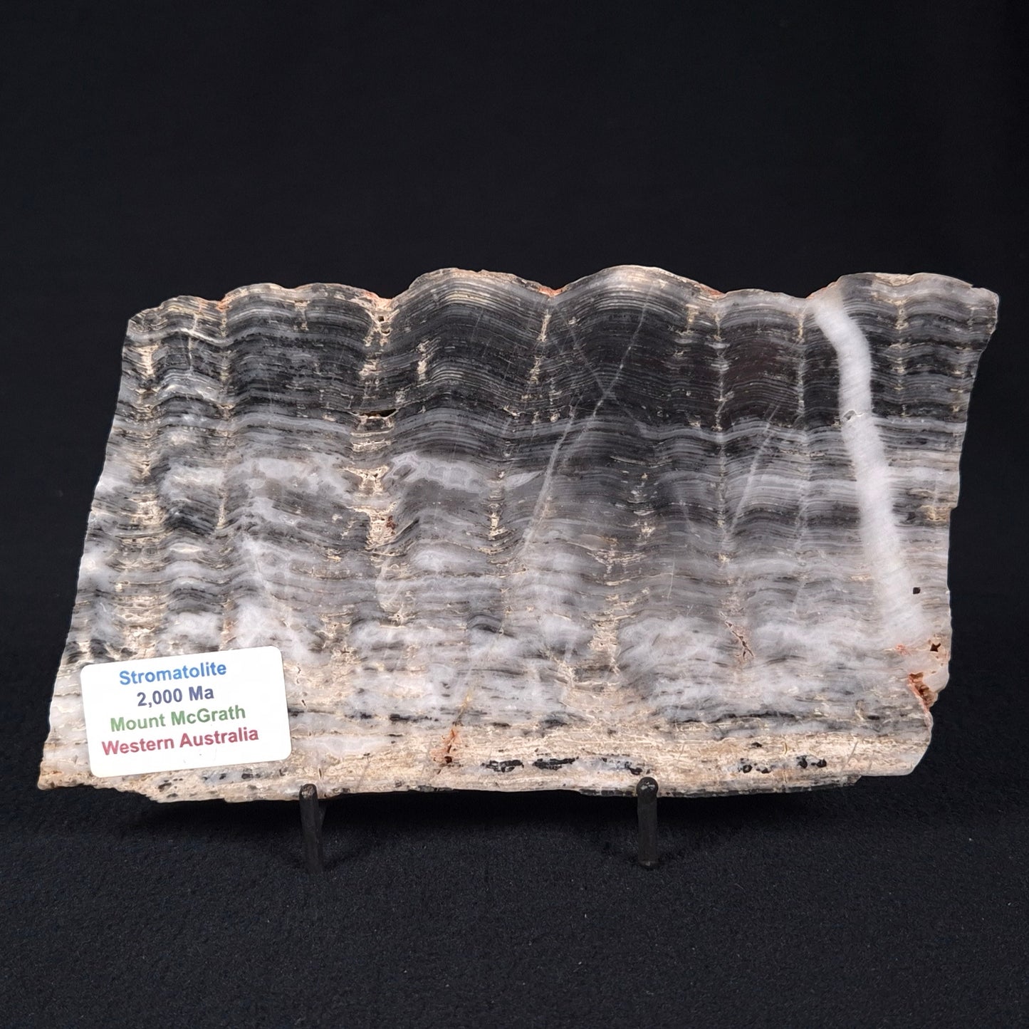 STROMATOLITE, Lower Proterozoic, Australia ZMG015
