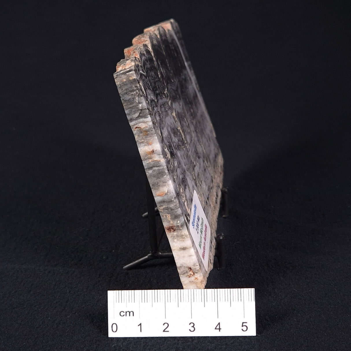 MOUNT MCGRATH STROMATOLITE, Lower Proterozoic, Australia ZMG015