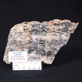 MOUNT MCGRATH STROMATOLITE, Lower Proterozoic, Australia ZMG016
