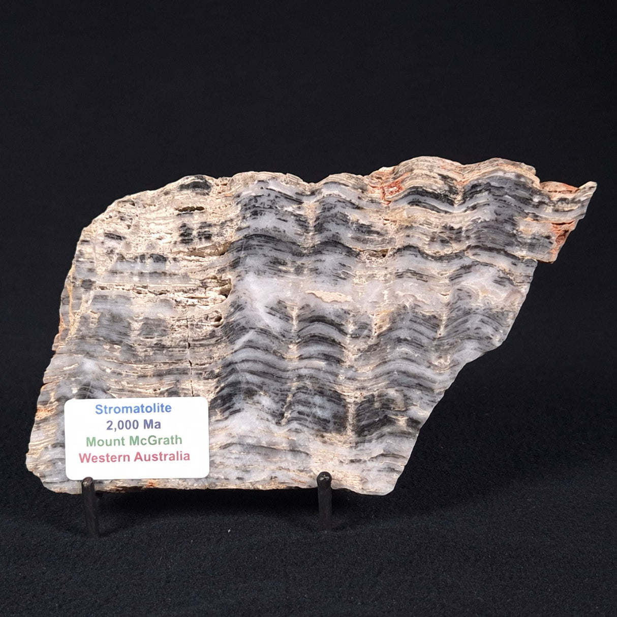 MOUNT MCGRATH STROMATOLITE, Lower Proterozoic, Australia ZMG016