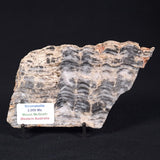 MOUNT MCGRATH STROMATOLITE, Lower Proterozoic, Australia ZMG016