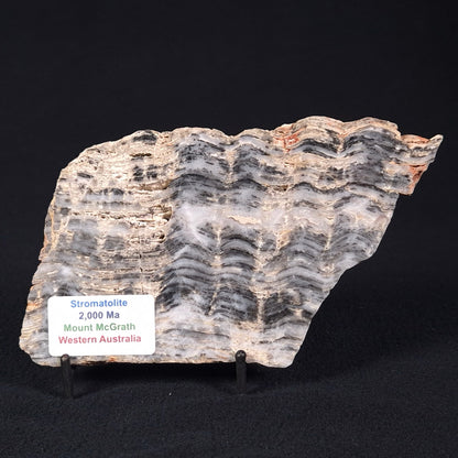 STROMATOLITE, Lower Proterozoic, Australia ZMG016