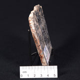MOUNT MCGRATH STROMATOLITE, Lower Proterozoic, Australia ZMG016