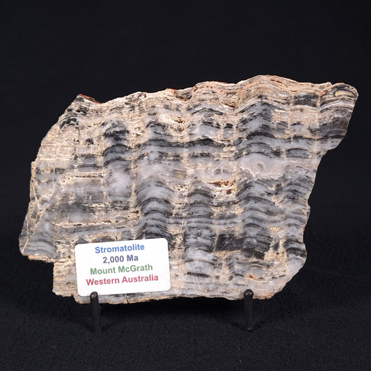 STROMATOLITE, Lower Proterozoic, Australia ZMG017