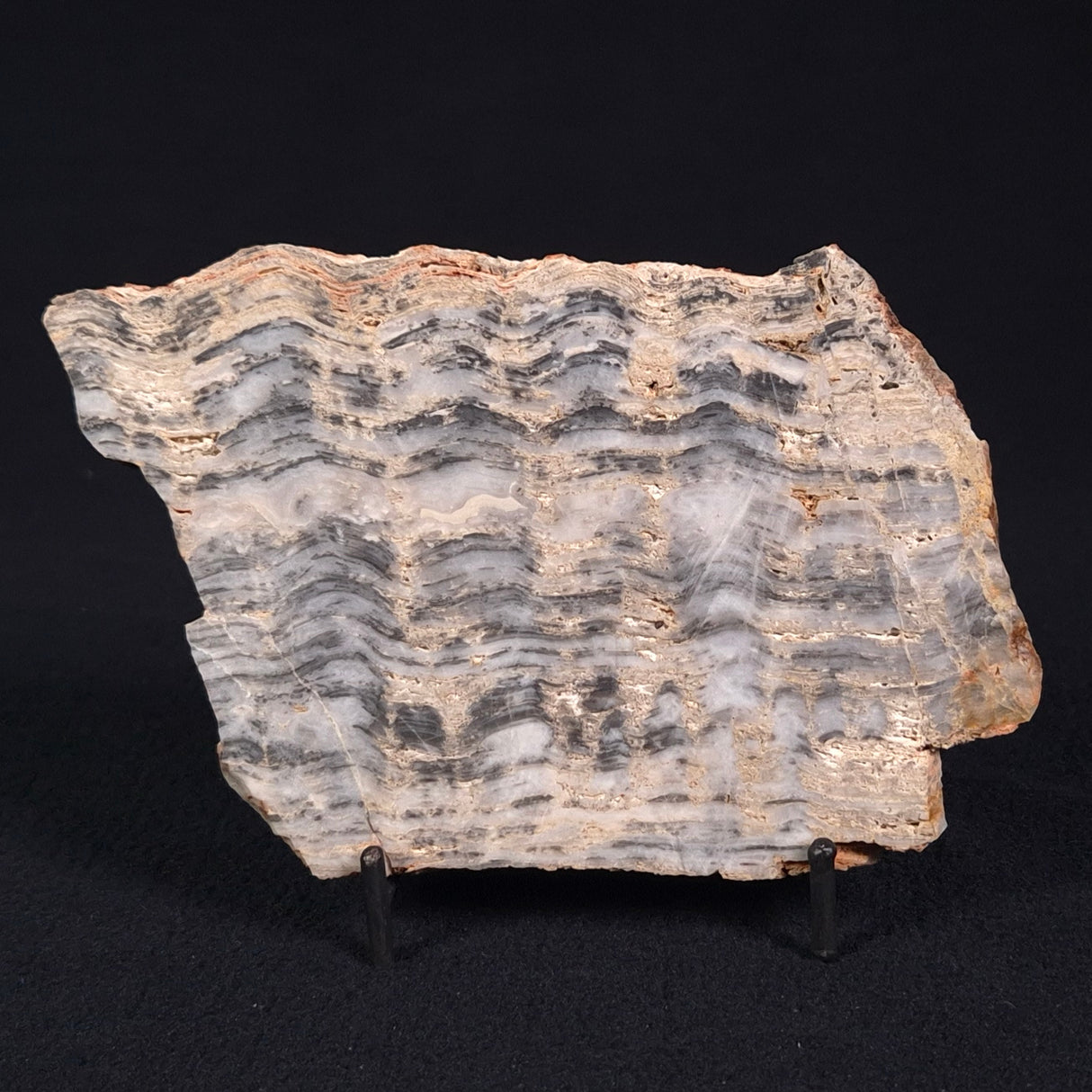 MOUNT MCGRATH STROMATOLITE, Lower Proterozoic, Australia ZMG017
