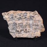 MOUNT MCGRATH STROMATOLITE, Lower Proterozoic, Australia ZMG017