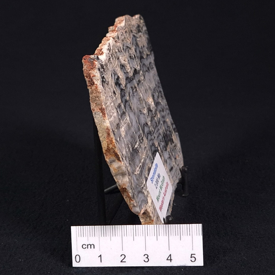 MOUNT MCGRATH STROMATOLITE, Lower Proterozoic, Australia ZMG017