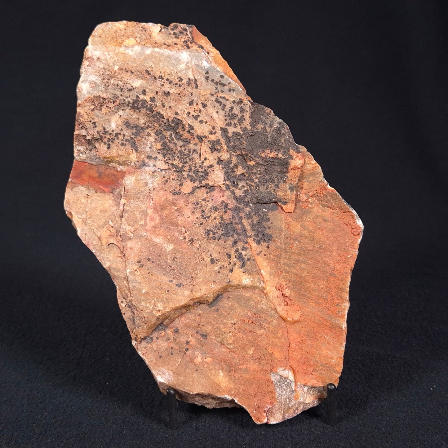 STROMATOLITE, Archean, Australia ZSL011