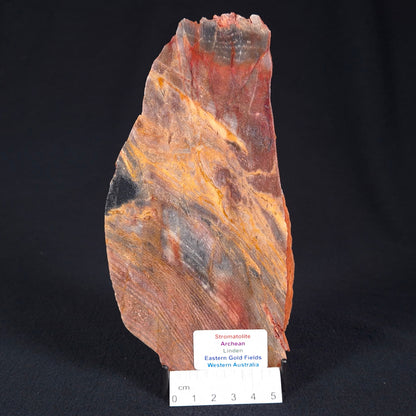 STROMATOLITE, Archean, Australia ZSL012