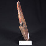 STROMATOLITE, Archean, Australia ZSL012