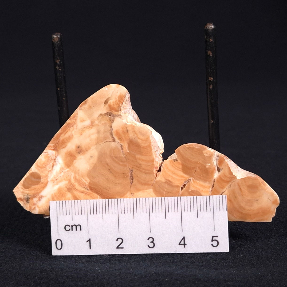 STROMATOPOROID, Devonian, Australia ZSB007