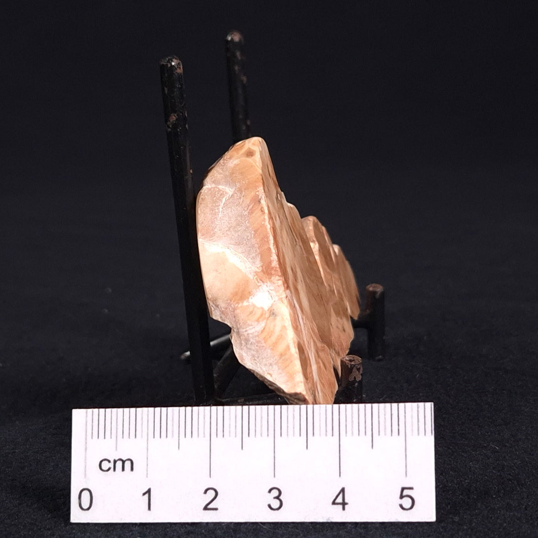 STROMATOPOROID, Devonian, Australia ZSB007
