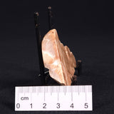 STROMATOPOROID, Devonian, Australia ZSB007