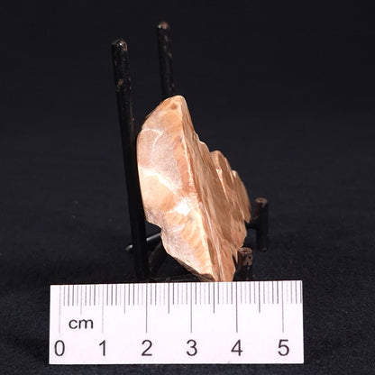 STROMATOPOROID, Devonian, Australia ZSB007
