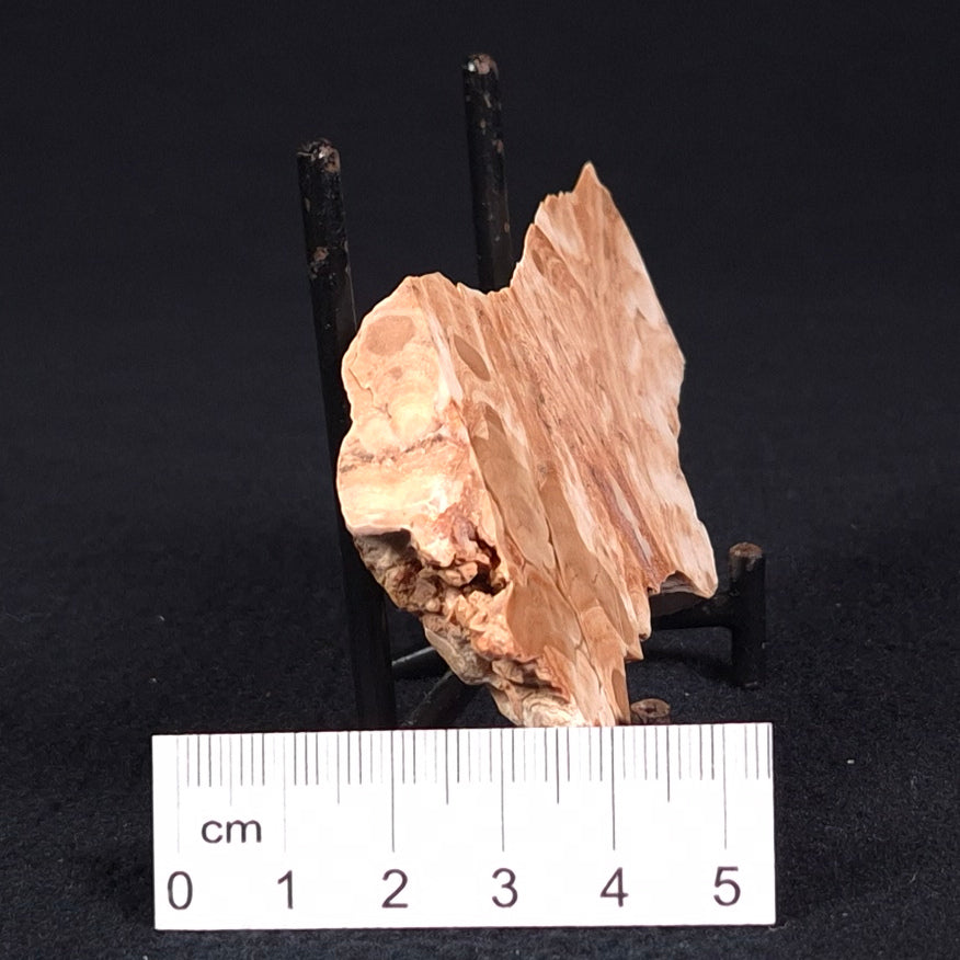 STROMATOPOROID, Devonian, Australia ZSB008