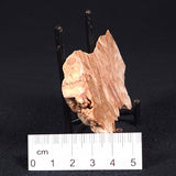STROMATOPOROID, Devonian, Australia ZSB008