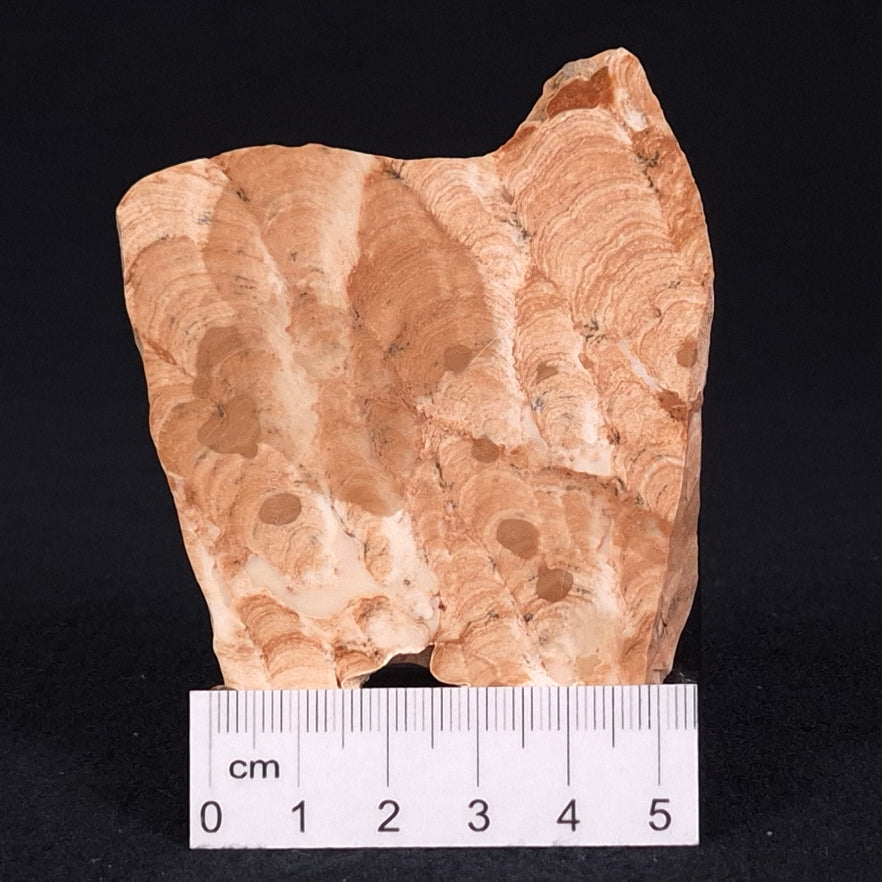 STROMATOPOROID, Devonian, Australia ZSB010