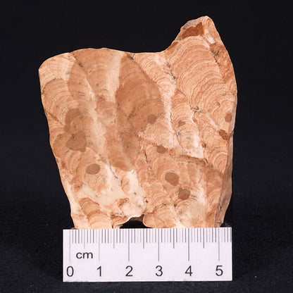 STROMATOPOROID, Devonian, Australia ZSB010