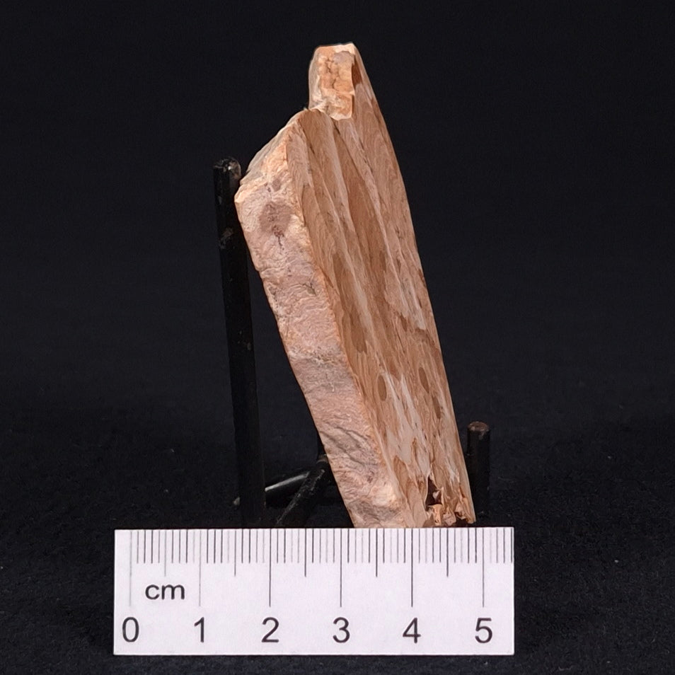 STROMATOPOROID, Devonian, Australia ZSB010