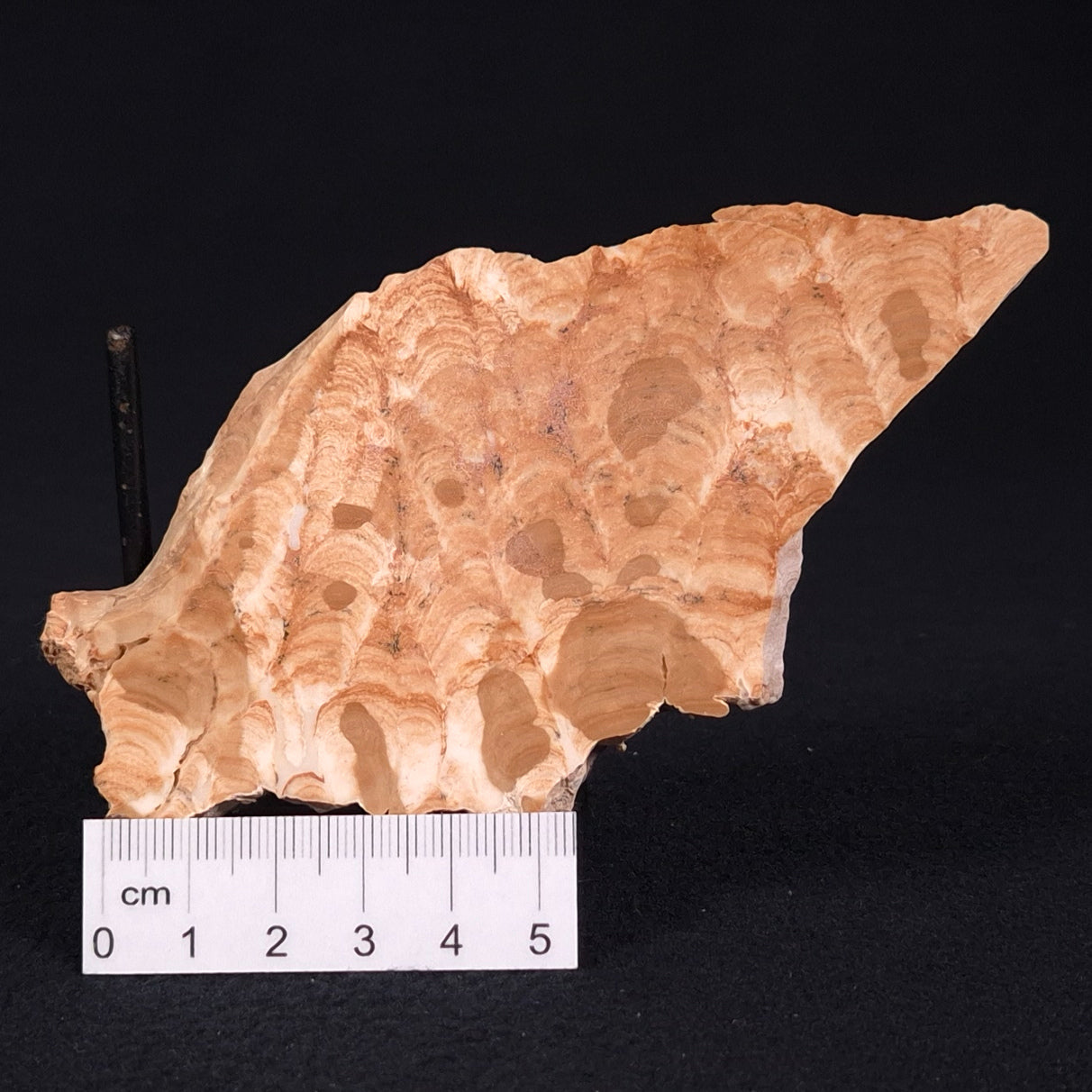 STROMATOPOROID, Devonian, Australia ZSB012