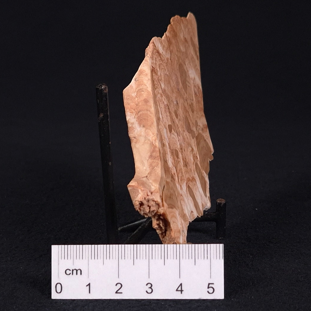 STROMATOPOROID, Devonian, Australia ZSB012
