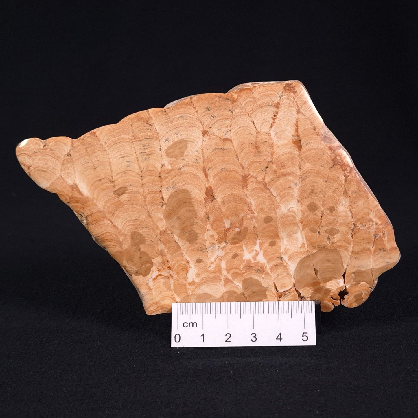 STROMATOPOROID, Devonian, Australia ZSB014