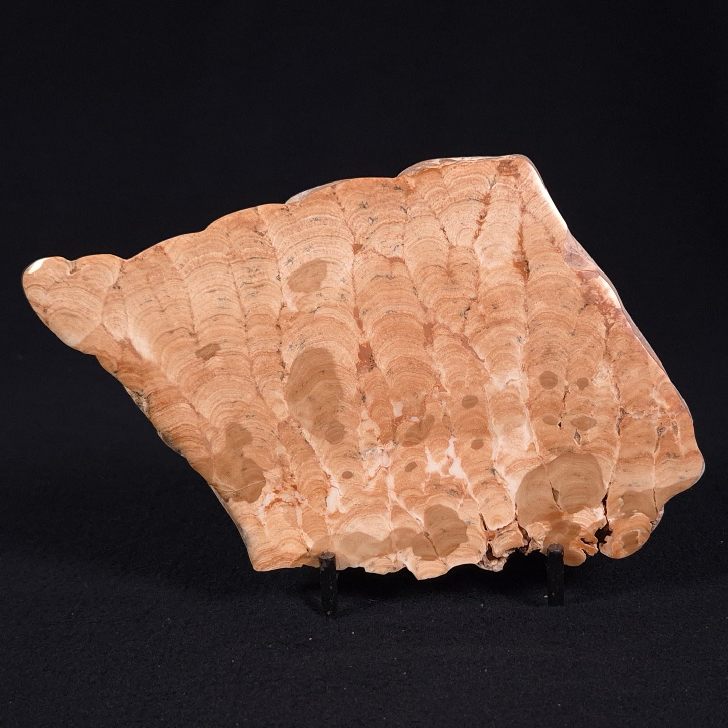 STROMATOPOROID, Devonian, Australia ZSB014